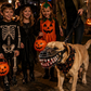 🎃 Heute -50 %! 🐶 Halloween-Hundemaulkorb mit gruseligen Vampirzähnen