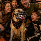 🎃 Heute -50 %! 🐶 Halloween-Hundemaulkorb mit gruseligen Vampirzähnen